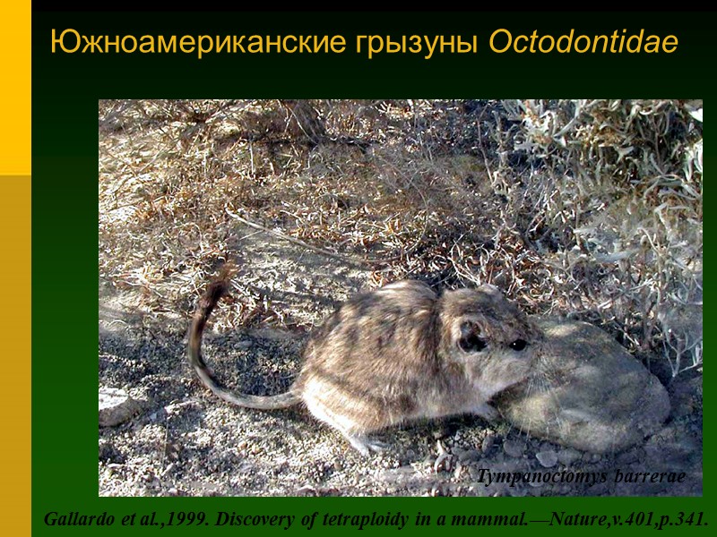 Южноамериканские грызуны Octodontidae Gallardo et al.,1999. Discovery of tetraploidy in a mammal.—Nature,v.401,p.341. Tympanoctomys barrerae